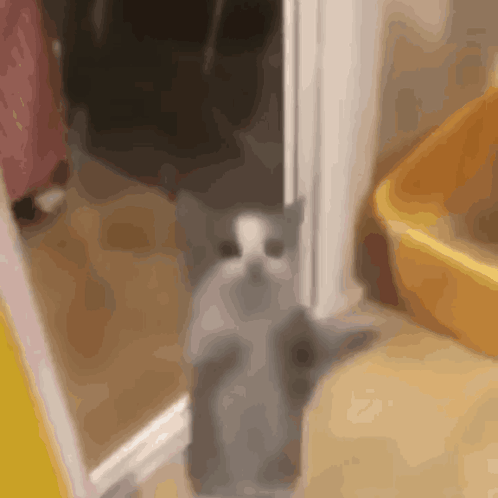 A Gray And White Cat Standing In A Doorway GIF