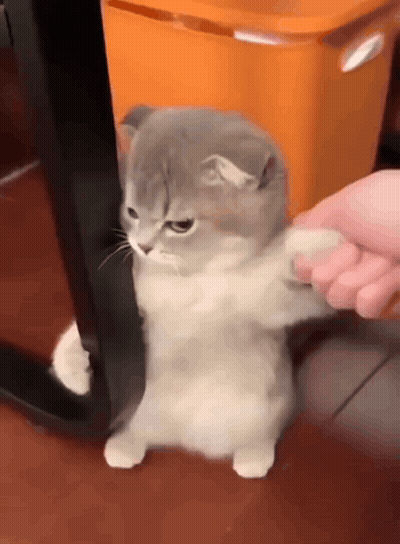 A Gray And White Cat Standing Next To An Orange Trash Can GIF