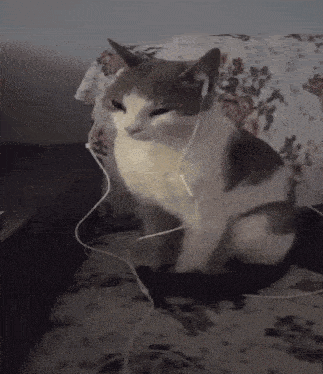 A Gray And White Cat Wearing Headphones Sitting On A Couch GIF