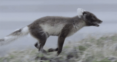 A Gray And White Fox Is Running On A Grassy Hill GIF