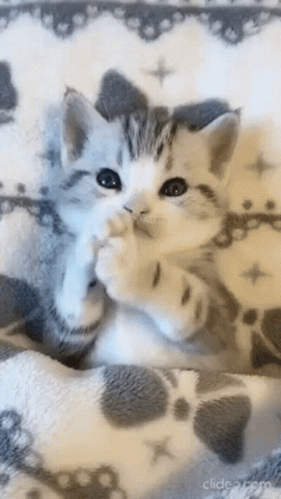 A Gray And White Kitten Is Laying On A Blanket . GIF