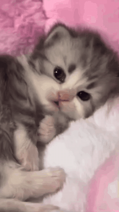A Gray And White Kitten Is Laying On A Pink Blanket On A Bed . GIF