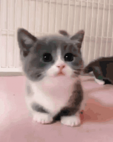 A Gray And White Kitten Is Sitting On A Pink Surface . GIF
