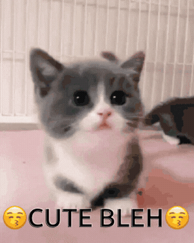 A Gray And White Kitten Is Sitting On A Pink Surface With The Words Cute Bleh Written Below It GIF