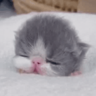 A Gray And White Kitten Is Sleeping On A White Blanket On A Bed . GIF