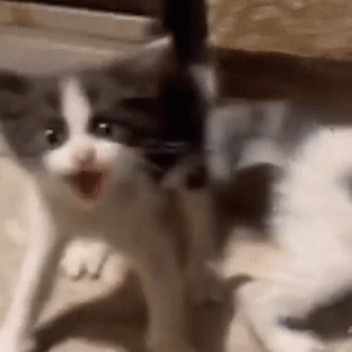 A Gray And White Kitten Is Standing Next To A Dog With Its Mouth Open . GIF