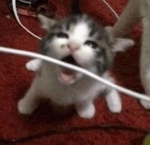 A Gray And White Kitten Is Yawning While Playing With A Wire . GIF