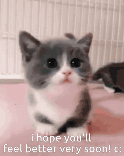 A Gray And White Kitten With The Words I Hope You 'Ll Feel Better Very Soon Below It GIF