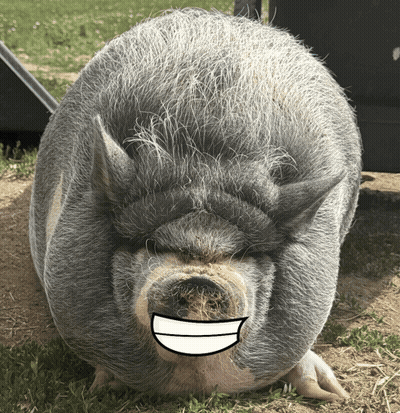 A Gray And White Pig With A White Smile On Its Face GIF