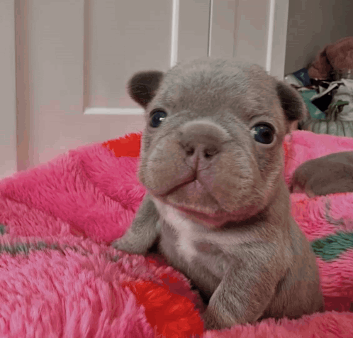A Gray And White Puppy Laying On A Pink Blanket GIF