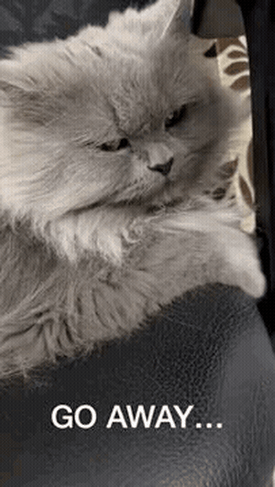 A Gray Cat Is Laying On A Black Couch With The Words `` Go Away '' Written On The Bottom . GIF