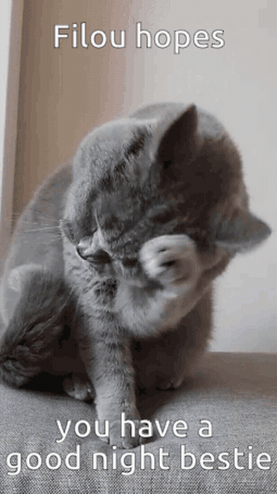 A Gray Cat Is Scratching Its Face With Its Paws While Sitting On A Couch . GIF