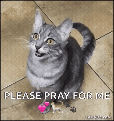 A Gray Cat Is Sitting On A Tiled Floor With Hearts On Its Paws And A Small Dog . GIF