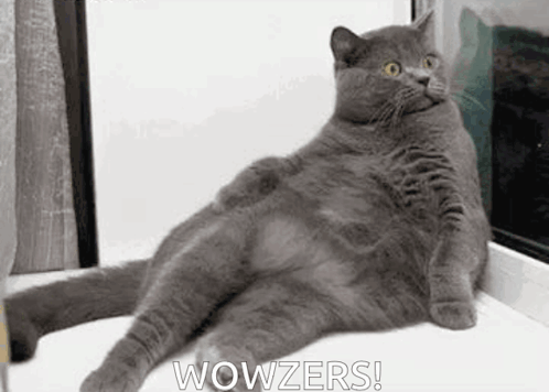 A Gray Cat Is Sitting On A Window Sill With Its Legs Crossed And Looking At The Camera . GIF