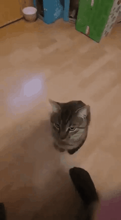 A Gray Cat Is Sitting On A Wooden Floor Looking At The Camera . GIF