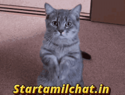 A Gray Cat Is Sitting On Its Hind Legs In Front Of A Sign That Says Startamilchat.in GIF
