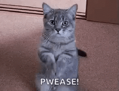 A Gray Cat Is Sitting On Its Hind Legs On A Carpet . GIF