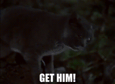 A Gray Cat Is Standing In The Dark With The Words `` Get Him '' Written On The Bottom . GIF