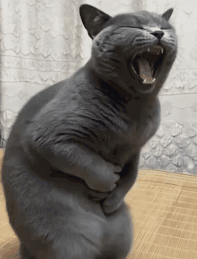 A Gray Cat Is Yawning And Holding Its Belly GIF