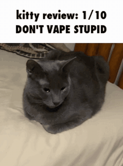 A Gray Cat Laying On A Bed With A Caption That Says Kitty Review 1/10 Don 'T Vape Stupid GIF