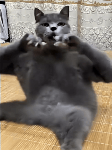 A Gray Cat Laying On Its Back On A Mat GIF
