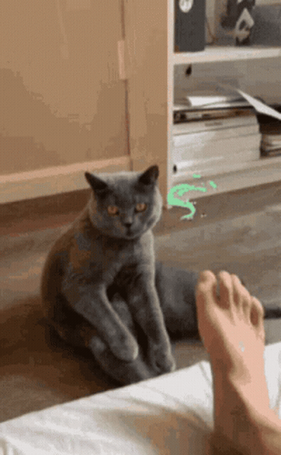 A Gray Cat Sitting On The Floor Next To A Person 'S Foot GIF