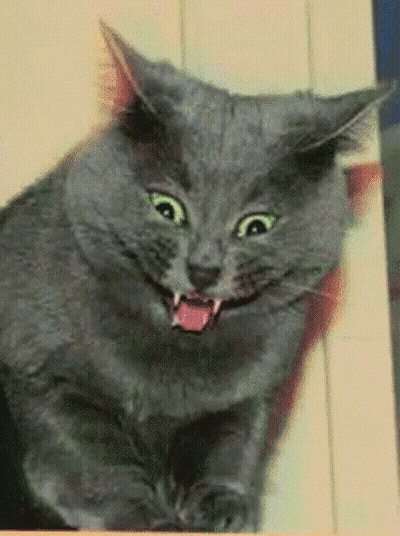 A Gray Cat With Yellow Eyes And A Pink Tongue GIF