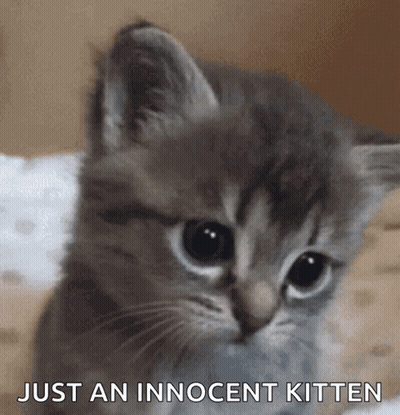 A Gray Kitten Is Sitting On A Bed And Says Just An Innocent Kitten GIF