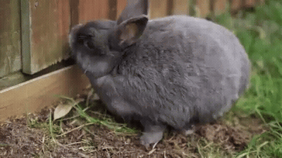 A Gray Rabbit Is Eating Grass Next To A Fence . GIF
