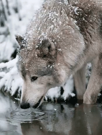 A Gray Wolf Drinking Water From A Puddle In The Snow . GIF