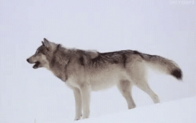 A Gray Wolf Is Standing In The Snow . GIF