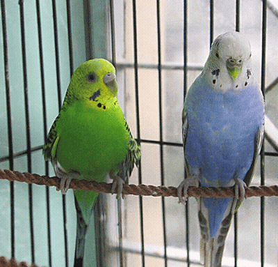 A Green And A Blue Parakeet Sitting On A Rope In A Cage GIF