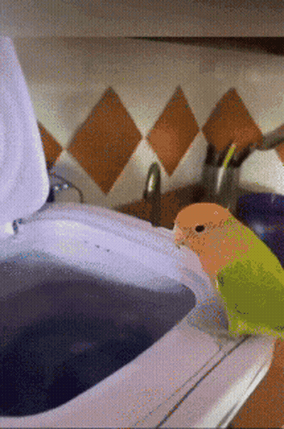 A Green And Orange Bird Sits On Top Of A White Washing Machine GIF