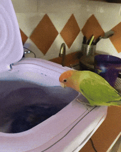 A Green And Orange Parrot Sits On A Toilet Seat GIF