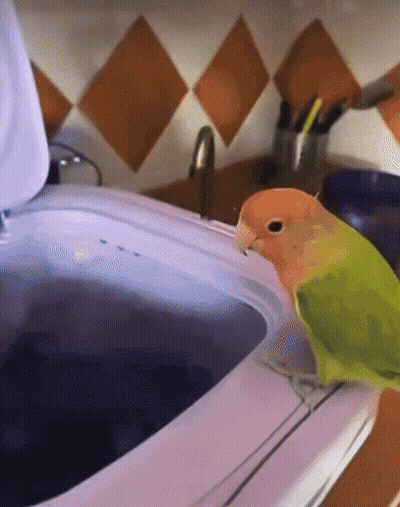 A Green And Orange Parrot Sitting On Top Of A White Washing Machine GIF
