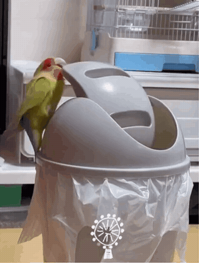 A Green And Red Parrot Is Perched On Top Of A Trash Can GIF