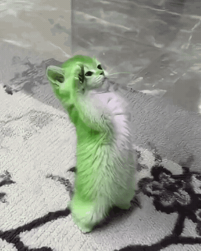 A Green And White Cat Is Standing On Its Hind Legs On A Rug GIF