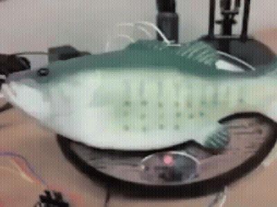 A Green And White Fish Is Sitting On Top Of A Clock . GIF