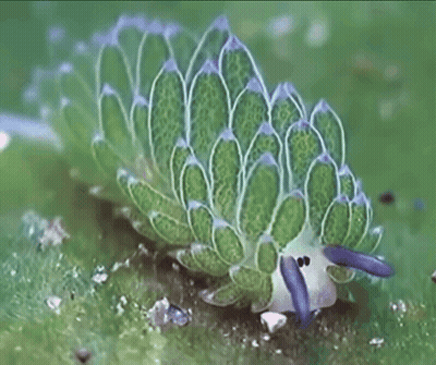 A Green And White Sea Slug With A Blue Nose GIF