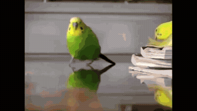 A Green And Yellow Parakeet Is Walking On A Glass Table GIF