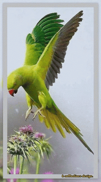 A Green And Yellow Parrot Is Flying Over A Flower With The Words B-Collections-Design Written On The Bottom GIF