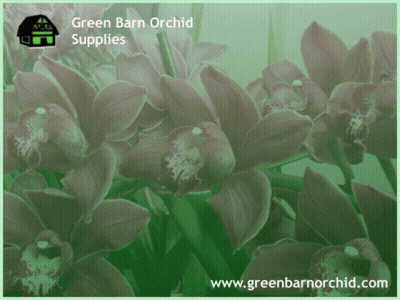 A Green Barn Orchid Supplies Advertisement With Flowers In The Background GIF
