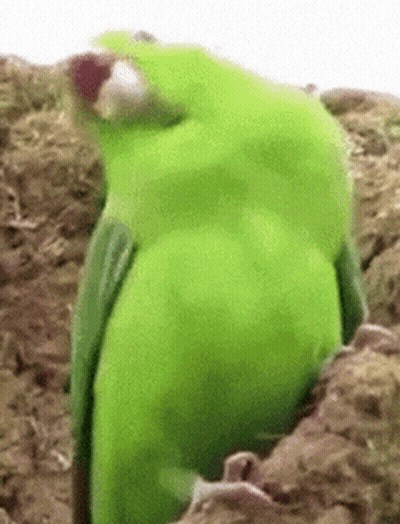 A Green Bird With A Red Beak Is Sitting On A Rock GIF