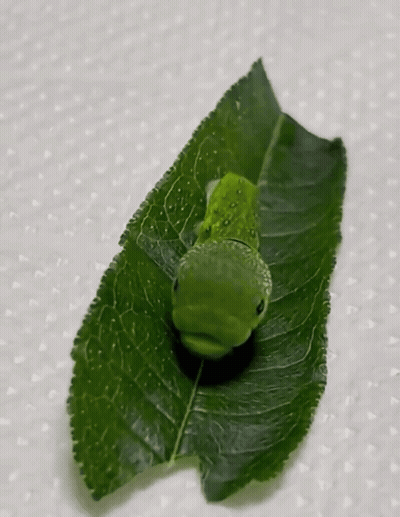 A Green Caterpillar Laying On A Green Leaf GIF