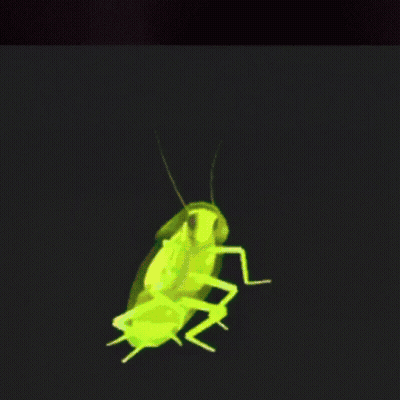 A Green Cockroach Is Crawling On A Black Background GIF