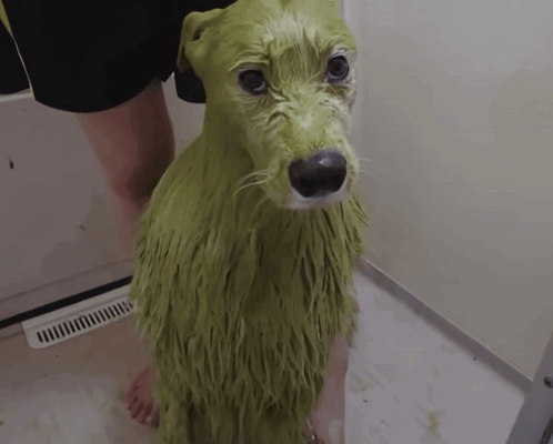 A Green Dog Is Being Bathed By A Person In A Bathtub GIF