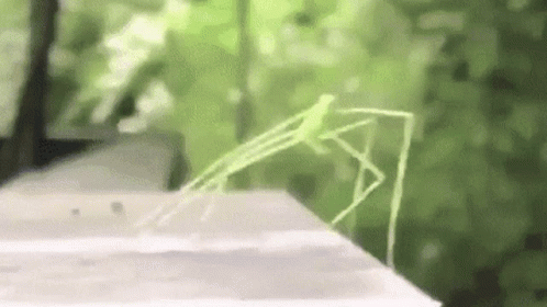 A Green Grasshopper Is Crawling On A Wooden Surface . GIF