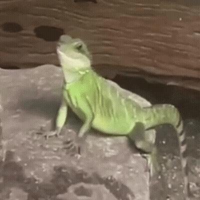 A Green Lizard Is Sitting On A Rock In A Cage . GIF