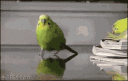 A Green Parakeet Is Standing On A Table Next To A Stack Of Books GIF