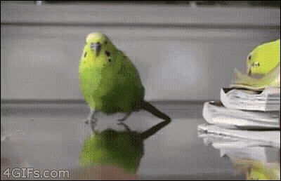 A Green Parakeet Is Standing On A Table Next To A Stack Of Papers . GIF